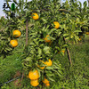 【弘毅六不用生态农场】六不用桔柚 阳光一号8.5斤/份 四川基地发货 商品缩略图2