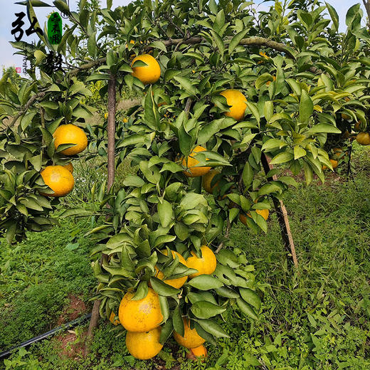 【弘毅六不用生态农场】六不用桔柚 阳光一号8.5斤/份 四川基地发货 商品图2