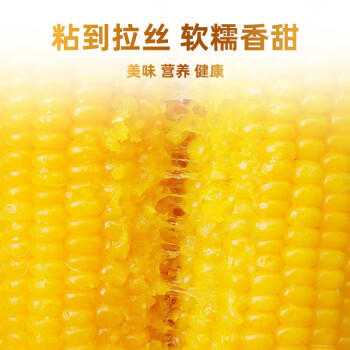 野三坡玉米3.68斤（8穂） 真空锁鲜非转基因黄糯玉米 鲜采玉米棒 /粮油调味 /杂粮 /谷米类 商品图4