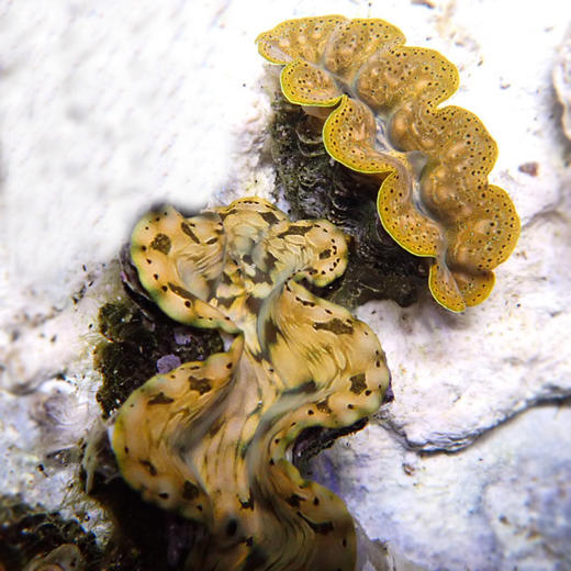 人工长砗磲 B（滤水） 商品图3