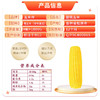 玉米神黄糯玉米棒8根≥1800g/3.6斤粘香软糯东北代餐无添加非转基因粗粮 /粮油调味 /杂粮 /谷米类 商品缩略图5