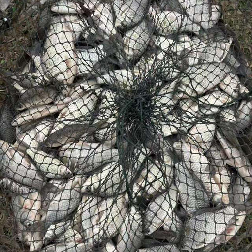 野生小鲫鱼！市面上真的很难买到这样的鲫鱼，野生鲫鱼，当天现捕现杀，内脏鱼鳞都会去掉，到家清洗一下就能烹炒。很好吃，平时很难买到，肉质鲜嫩，红烧.干炸，做汤～都很棒！1.6斤/袋6-8条 商品图1