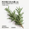 口味全 迷迭香干枝新鲜原枝干迷迭香碎35g西餐牛排烧烤热红酒香料 /粮油调味 /调味品 /复合香辛料 商品缩略图2
