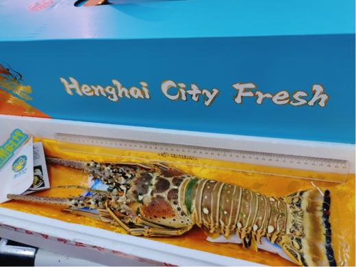 蓝箱大龙虾礼盒 商品图0