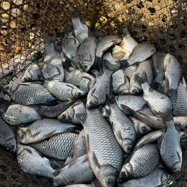 野生小鲫鱼！市面上真的很难买到这样的鲫鱼，野生鲫鱼，当天现捕现杀，内脏鱼鳞都会去掉，到家清洗一下就能烹炒。很好吃，平时很难买到，肉质鲜嫩，红烧.干炸，做汤～都很棒！1.6斤/袋6-8条