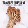 塞翁福 茶树菇150g 鲜嫩 不开伞 食用菌菇 南北干货 火锅 煲汤食材 /粮油调味 /南北干货 /菌菇干货 商品缩略图3