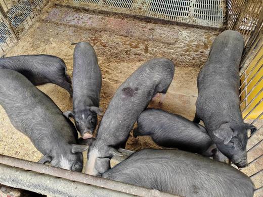 黑猪肉｜独立满150元包邮｜周二发 商品图11