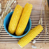 玉米神黄糯玉米棒8根≥1800g/3.6斤粘香软糯东北代餐无添加非转基因粗粮 /粮油调味 /杂粮 /谷米类 商品缩略图6