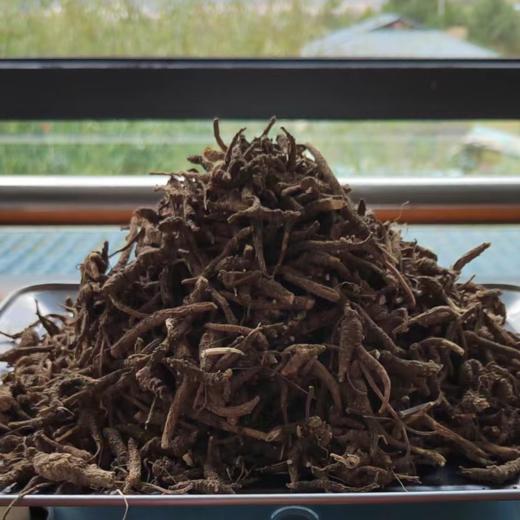 今年限时回归，少量上架！海拔3800-5000米的西藏林芝野生小当归，两天最多挖两斤鲜货，两斤最多晒三两干货，药效高，品质好 商品图3