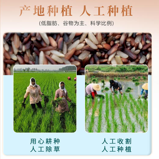 【彩色糙米】均衡搭配 保留胚芽 营养丰富 来自农村的新米 吃的放心口感好！ 商品图5