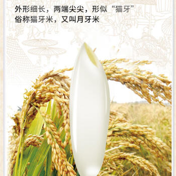 鄱阳湖猫牙长粒香大米20斤鲜米丝苗米装南方大米 江西贡米产区 /粮油调味 /米 /丝苗米 商品图1