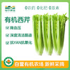有机西芹 榨汁专用芹菜蔬菜沙拉菜 2500克 商品缩略图0