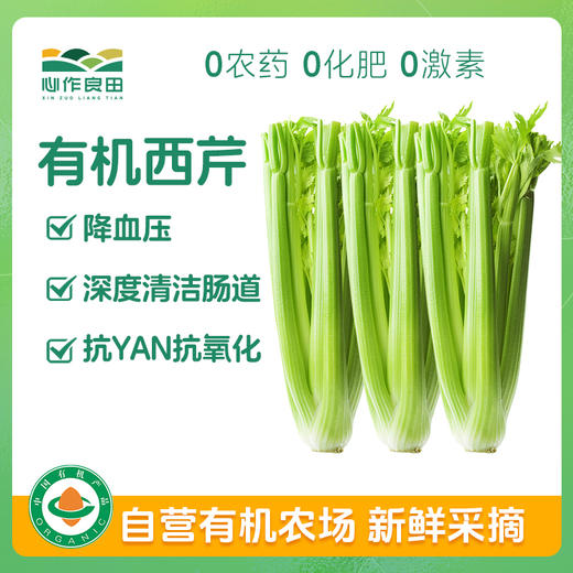 有机西芹 榨汁专用芹菜蔬菜沙拉菜 2500克 商品图0