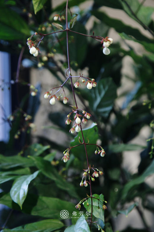 垂丝茉莉 商品图2