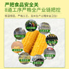 灶小美 高端有机糯玉米大棒8根3.8斤(240-300g/根) 天然微甜杂粮礼盒 /粮油调味 /杂粮 /谷米类 商品缩略图1