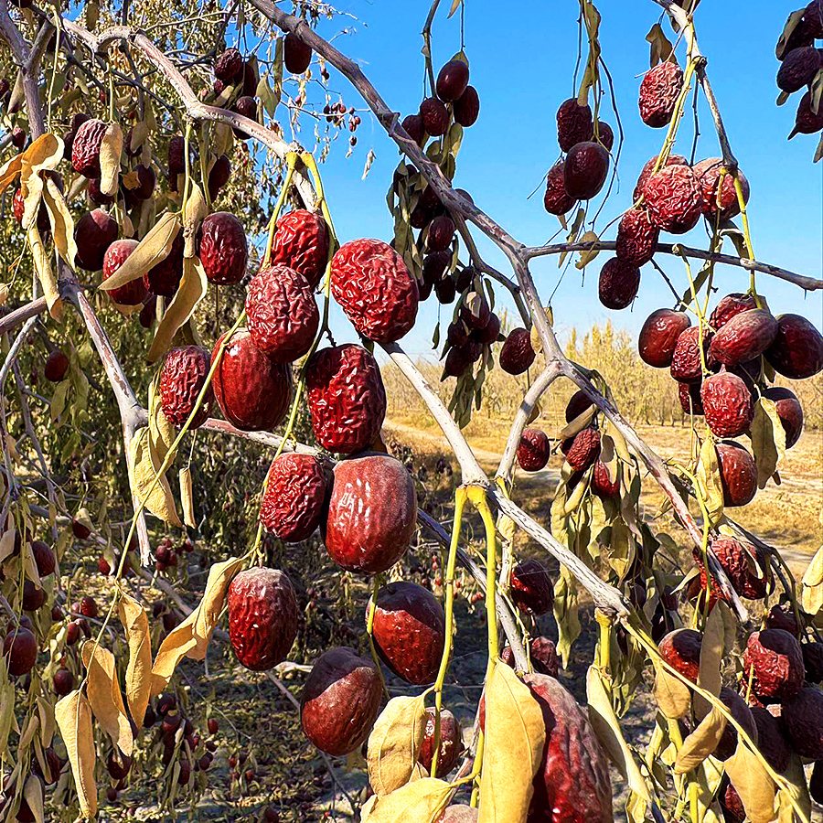 『新疆若羌灰枣』树上自然吊干，原生态红枣，个头不大，甜蜜绵软，枣香浓厚