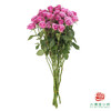 嘉荷多头- 紫琉璃10枝一扎 商品缩略图5