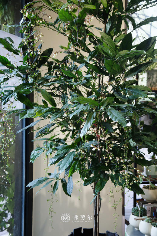 垂丝茉莉 商品图2