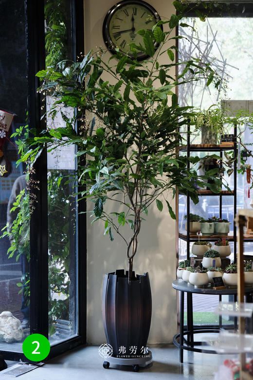 垂丝茉莉 商品图0