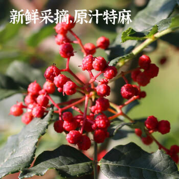 古蜀味道花椒油406ml特麻原汁汉源红花椒油藤椒油凉拌调味料四川特产 /粮油调味 /调味品 /调味油 商品图5