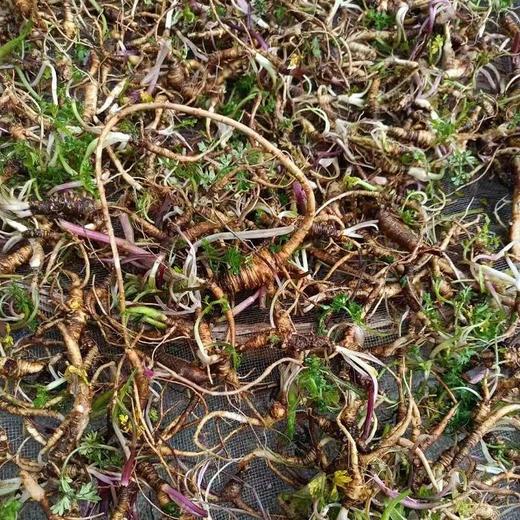 今年限时回归，少量上架！海拔3800-5000米的西藏林芝野生小当归，两天最多挖两斤鲜货，两斤最多晒三两干货，药效高，品质好 商品图2