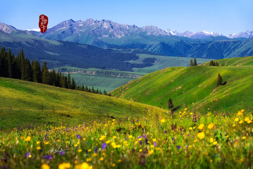 <新疆 野花季>草原花海、独 库公路全线、昭苏公路12天深度摄影 商品图11