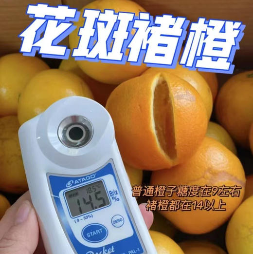 云南花斑橙 商品图0