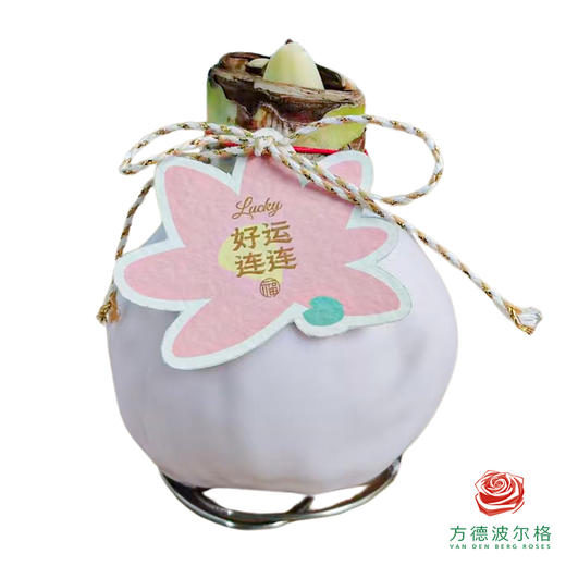 红花-好运莲莲 石蜡朱顶红（不用浇水） 商品图1
