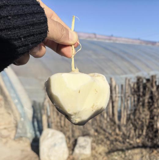 合作 | 生态沙葛 750g，清甜爽口，汁水充足，无核无渣，扒皮或者削皮即食！ 商品图4