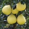 【梅州】沙田柚2个（约2500g） 商品缩略图2