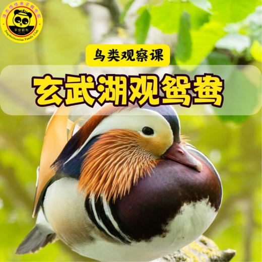 【鸟类观察课】1.19上午丨玄武湖人少鸟多的湿地，寻美丽的冬候鸟 商品图0