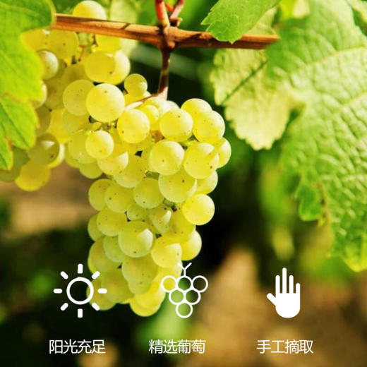 德国进口文森无醇气泡白葡萄汁 整箱750ml*6瓶包邮 商品图3