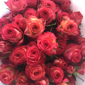 多头玫瑰·爱丽丝