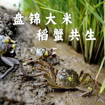 稻盛美盘锦大米20斤【正宗蟹田米】 东北大米圆粒粳米新米2026现磨 真空 /粮油调味 /米 /珍珠米 商品图4