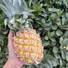 「火焰山凤梨🍍」 商品缩略图0