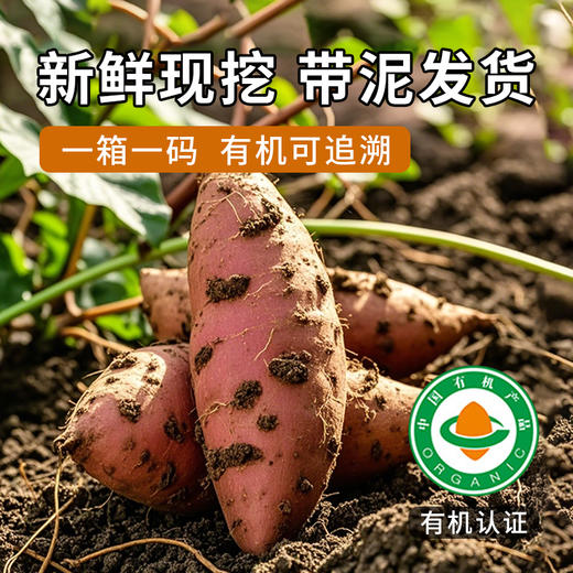 【归心之旅】云南有机榴莲蜜薯口感醇厚香甜软糯新鲜采摘现发 商品图5