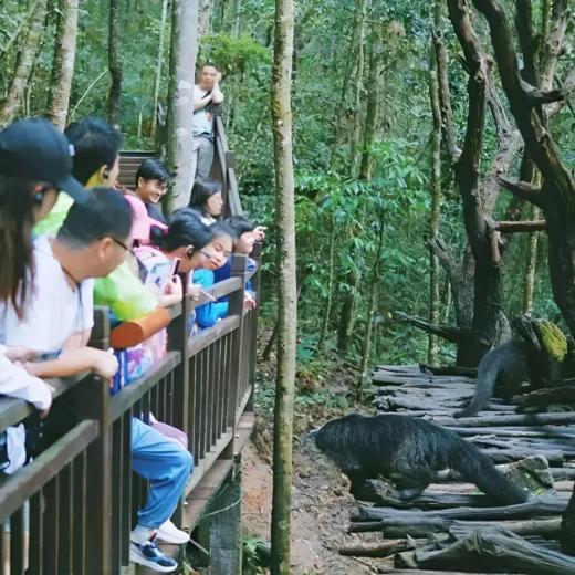 6天5晚【奢玩·西双版纳寒假亲子营】体验雨林穿越、特色傣族民俗文化、野象谷、小熊猫庄园，1大1小到2大2小享主题正餐，全程高能有玩有学不枯燥，高端野奢度假体验~ 商品图11
