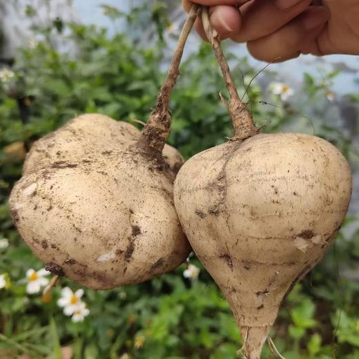 合作 | 生态沙葛 750g，清甜爽口，汁水充足，无核无渣，扒皮或者削皮即食！ 商品图1