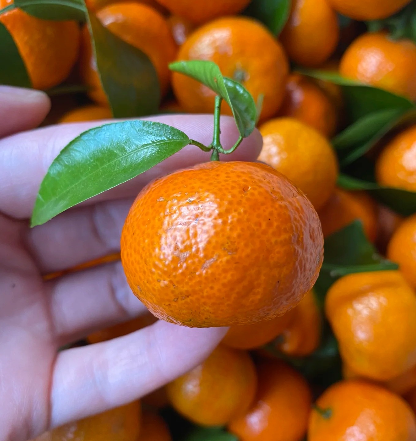 周四取货：【砂糖橘】一份2斤左右，皮薄多汁肉嫩，香甜无渣，沁心润喉！