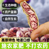 滇品客云南七彩花生带壳生1斤花生米新货晒干坚果成人解馋休闲零食下酒 /粮油调味 /杂粮 /谷米类 商品缩略图2
