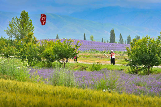 【新疆伊犁12天】绝美新疆 天山伊犁 草原花海深度行摄 商品图0