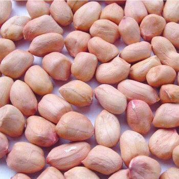 天地粮人甄制天地粮人去壳白花生1.6斤（生花生米 东北五谷杂粮 粗粮） /粮油调味 /杂粮 /谷米类 商品图0