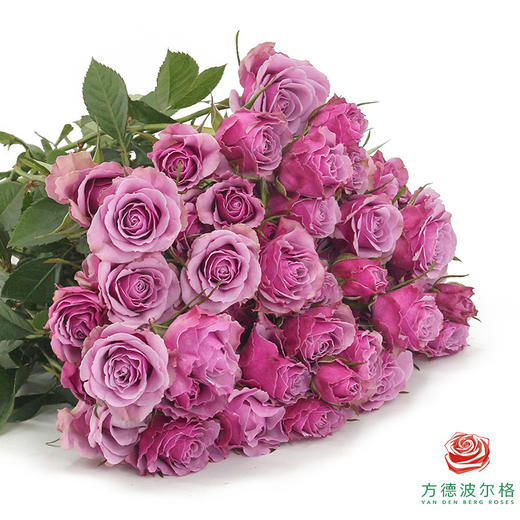 嘉荷多头- 紫琉璃10枝一扎 商品图0