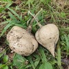 合作 | 生态沙葛 750g，清甜爽口，汁水充足，无核无渣，扒皮或者削皮即食！ 商品缩略图2