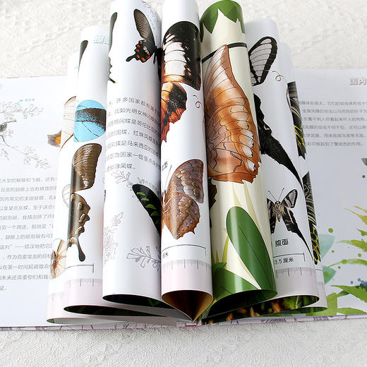 这么有趣的科普：我的蝴蝶标本书 商品图3