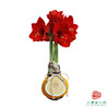 红花-福禄双全 石蜡朱顶红（不用浇水） 商品缩略图1