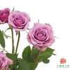 嘉荷多头- 紫琉璃10枝一扎 商品缩略图2
