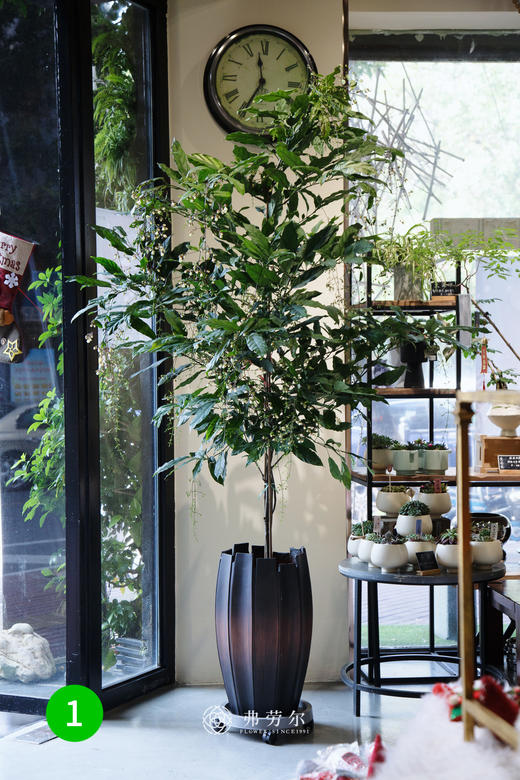 垂丝茉莉 商品图0