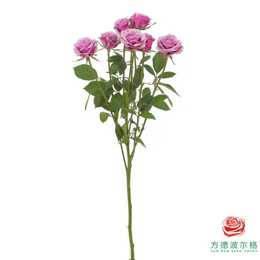 嘉荷多头- 紫琉璃10枝一扎 商品图4