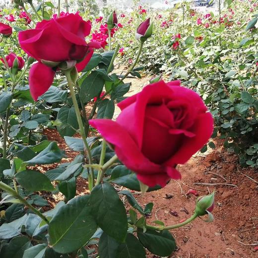 【墨红冻干玫瑰茶~绽放浓郁花青素】真冻干零下-72°，低温萃取，清晨采摘，花香浓郁，一朵一杯一茶饮，高颜值，下午茶，保质期12个月 商品图1